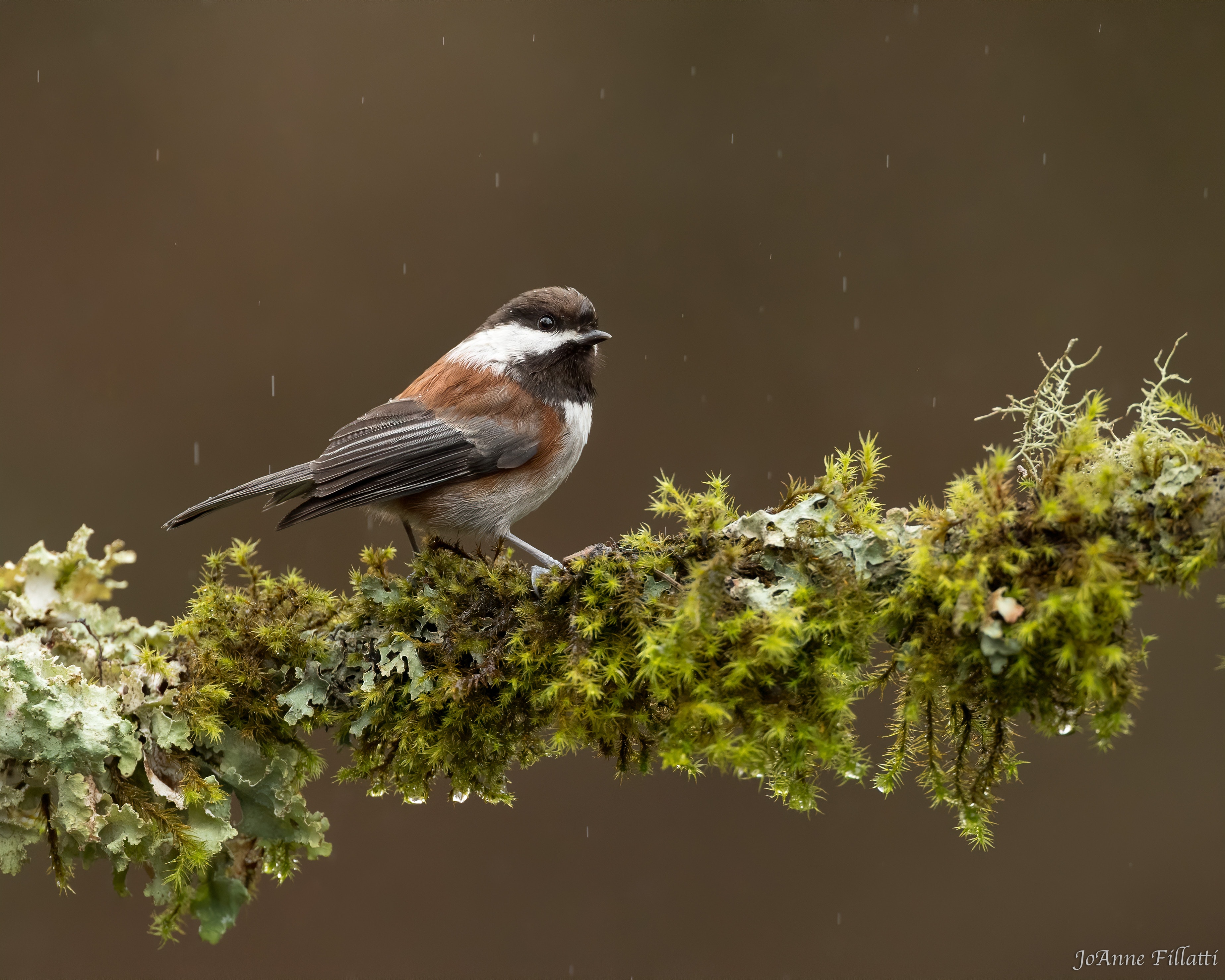 bird of british columbia image 31